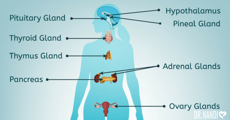 Endocrine System